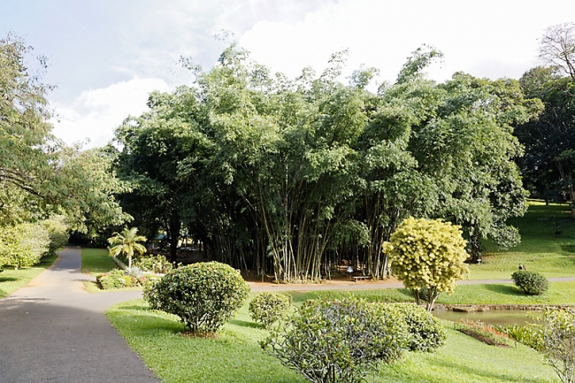 Kandy-Botanical garden-023